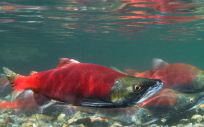 Experience the Season of the Wild