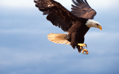 Spread Your Wings: Bird Watching for Beginners